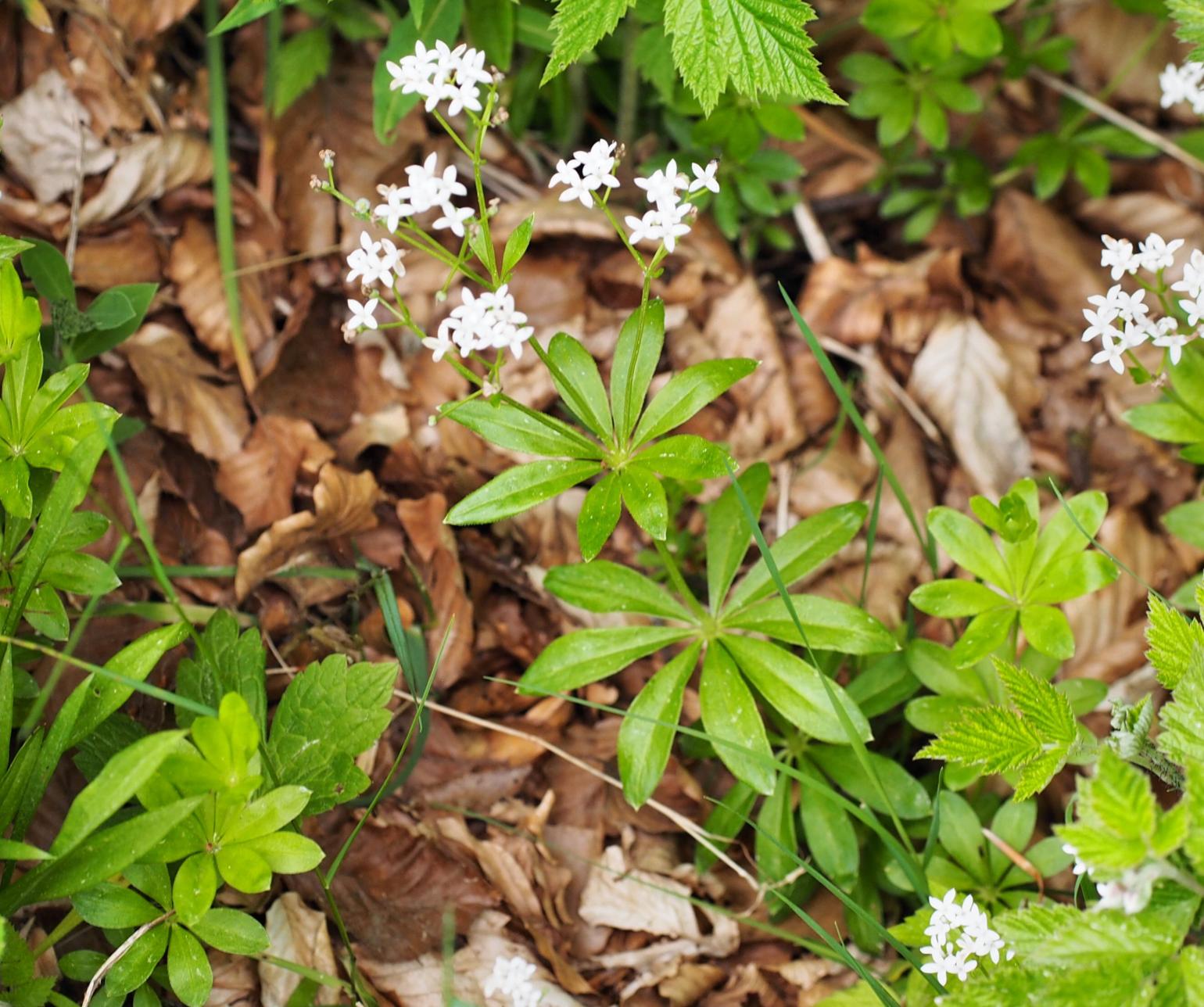 Woodruff, Sweet